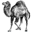 Development perl icon