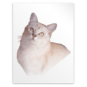 Application tex gf icon