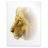 Application dvi icon 48x48