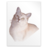 Application tex gf icon 48x48