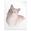 Application tex gf icon 64x64