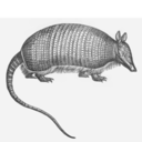 Animals armadillo icon