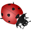Animals ladybug icon