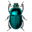 Animals scarabe icon