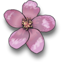Plant flower apple blossom icon