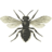 Animals bee icon 48x48
