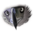 Animals eagle face icon 48x48
