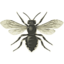 Animals bee icon 64x64